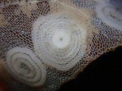 Corambe pacifica
