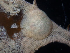 Corambe pacifica