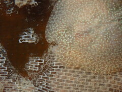 Corambe pacifica