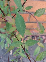 Bidens frondosa