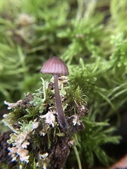 Mycena purpureofusca