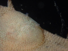 Corambe pacifica