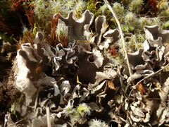 Peltigera extenuata