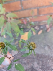 Bidens frondosa