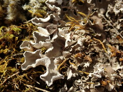Peltigera extenuata