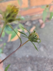 Bidens frondosa