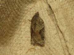 Acleris macdunnoughi