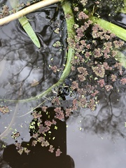 Azolla rubra