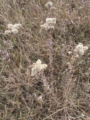 Solidago rigida