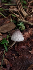 Lepiota atrodisca