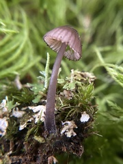 Mycena purpureofusca