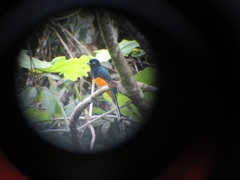 Trogon