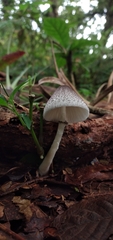 Lepiota atrodisca