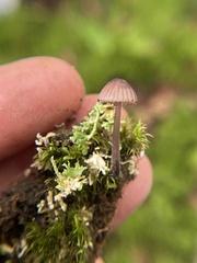 Mycena purpureofusca