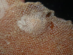 Corambe steinbergae