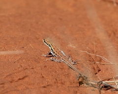 Ctenophorus isolepis