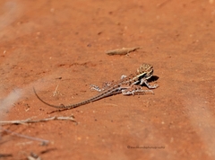 Ctenophorus isolepis