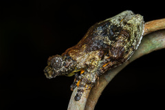 Dendropsophus marmoratus