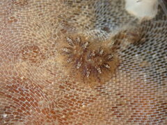 Botryllus schlosseri