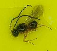 Figitidae