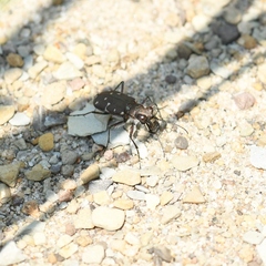Cicindela duodecimguttata
