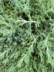 Enchylaena tomentosa