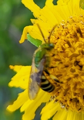 Agapostemon splendens