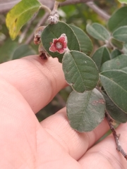 Malacomeles denticulata