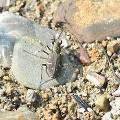 Cicindela duodecimguttata
