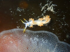 Coryphella trilineata