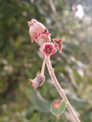 Malacomeles denticulata