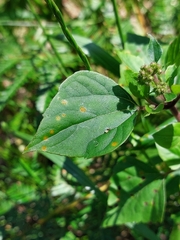 Baeodromus eupatorii