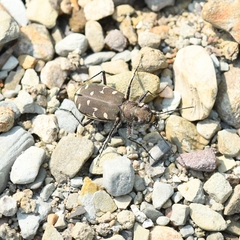 Cicindela duodecimguttata