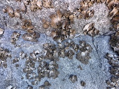 Lasallia pensylvanica