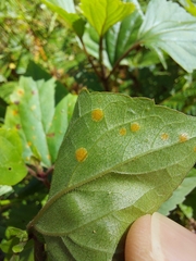 Baeodromus eupatorii