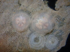 Corambe pacifica