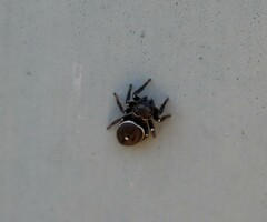 Zenodorus orbiculatus