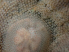 Corambe pacifica