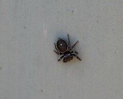 Zenodorus orbiculatus