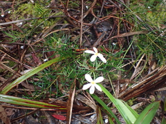 Ricinocarpos pinifolius