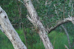 Tillandsia balbisiana