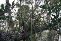 Tillandsia balbisiana