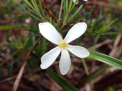 Ricinocarpos pinifolius