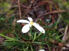 Ricinocarpos pinifolius