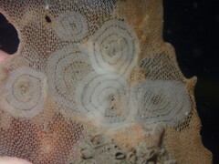 Corambe pacifica