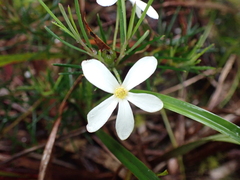 Ricinocarpos pinifolius