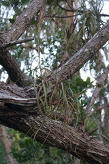 Tillandsia balbisiana