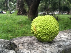 Maclura pomifera