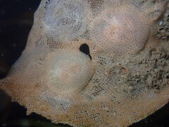 Corambe pacifica