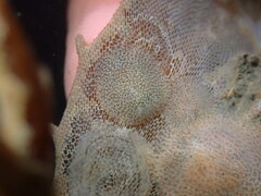 Corambe pacifica